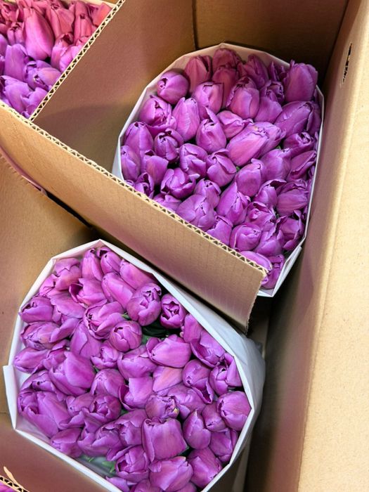 Тюльпаны по 650 за штуку