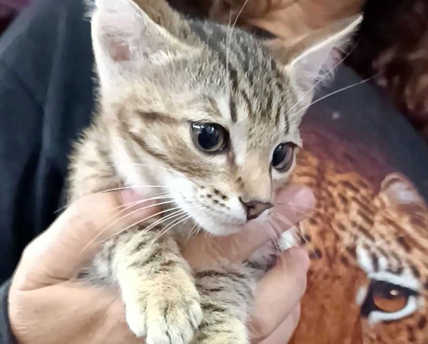 ОБЫЧНЫЙ Котенок Окрас «Табби» 2 месяца (Мальчик и Девочка).