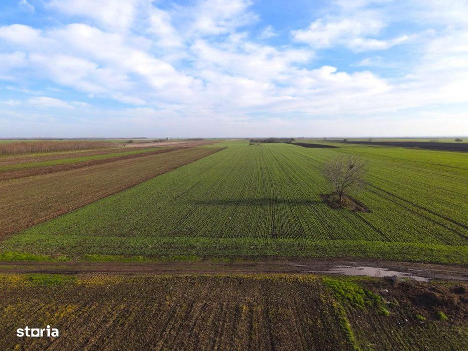 Teren Investitional 1,24 ha Com Berceni | deschidere 42ml | #CG28