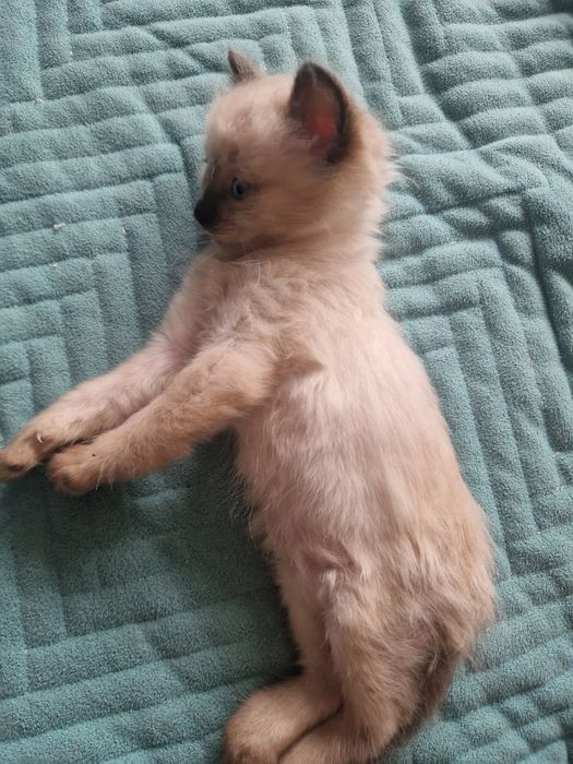 Отдам котят в добрые руки)