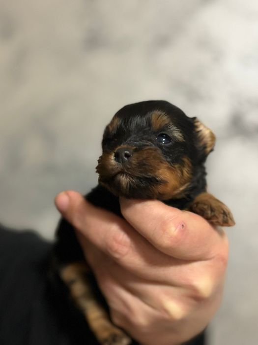 Yorkshire terrier mini