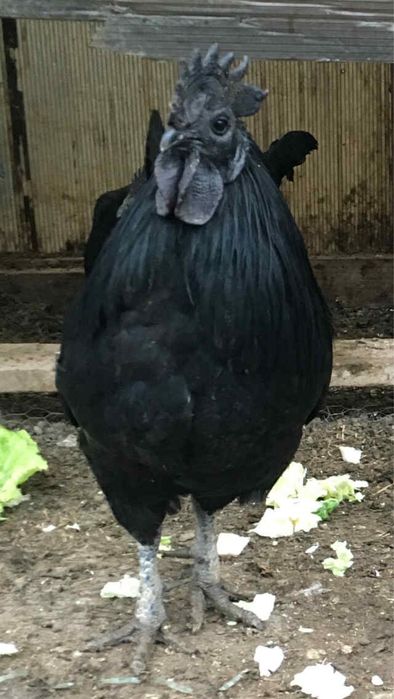 Млади петлета Аям Кемани