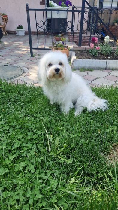 Элитные щенки мальтипу - девочка и мальчик