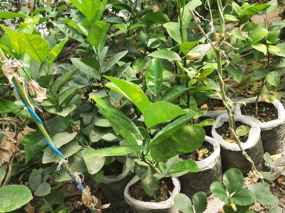 Limon, Mandarin, mandarin