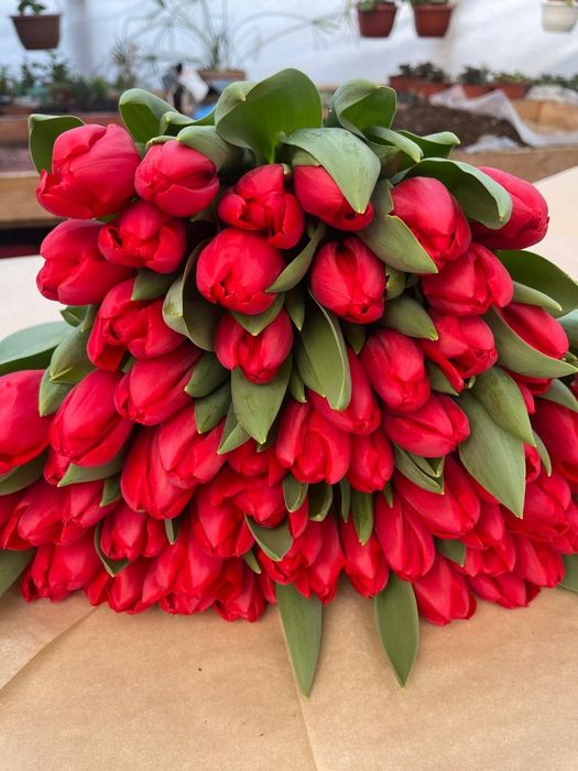 Продажа тюльпана