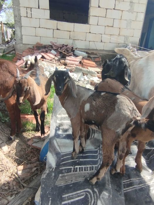 Vând capra cu lapte