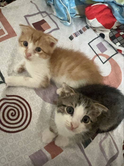 котята вислоухие!