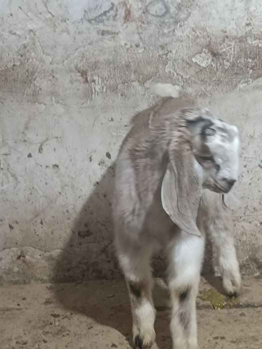 Козлик камори битал продаеться