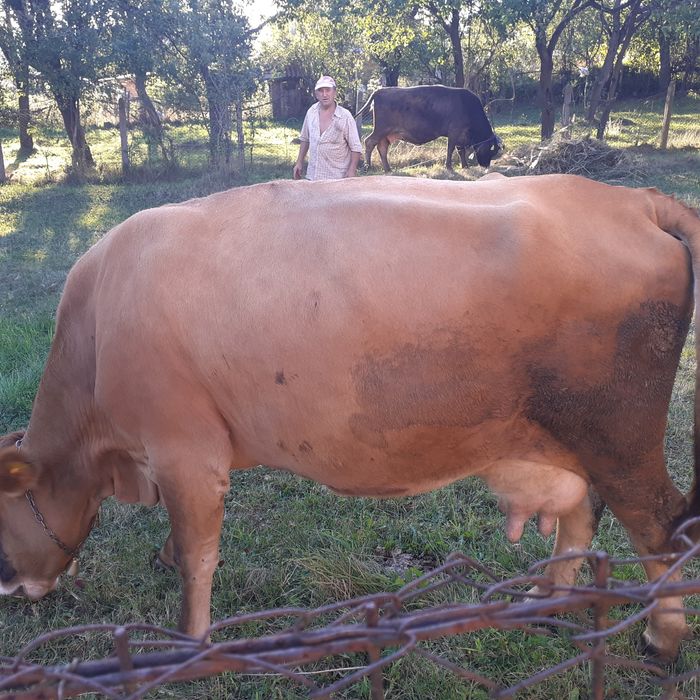 Vand vaca de lapte