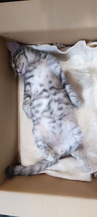 Отдам даром котёнка 3 месяца.