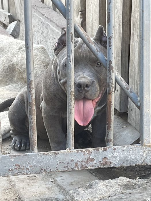 Американский булли