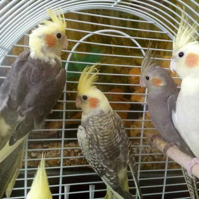 Продам кареллы пары