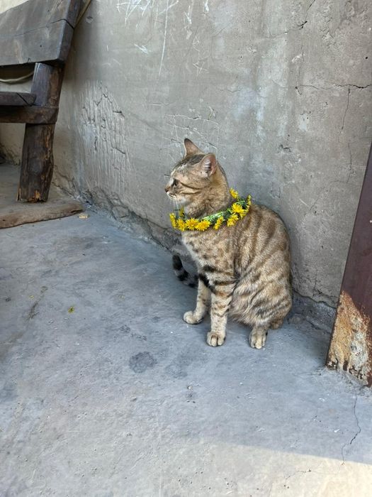 Взрослая кошка мышеловка
