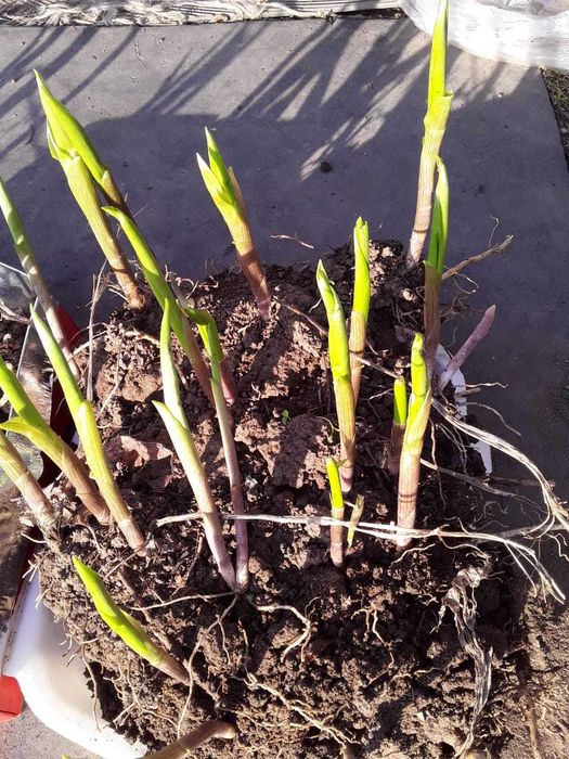 Продам семена  многолетних цветов.