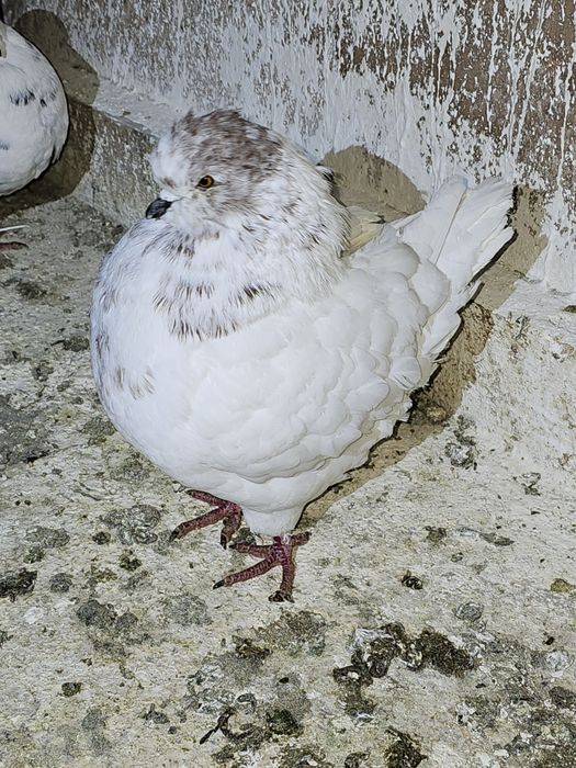 Porumbei kingi de vanzare