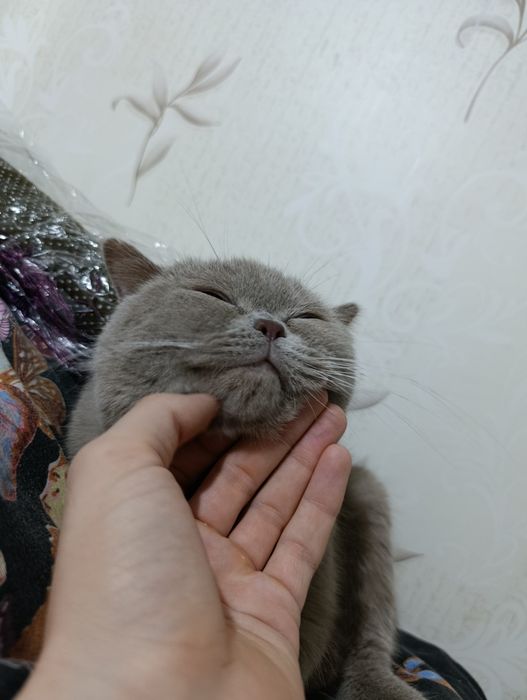 Продается кот британский