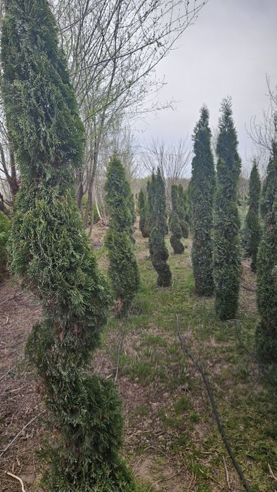 Туя, ель, крымская сосна