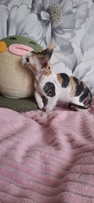 Донской сфинкс малыши котята