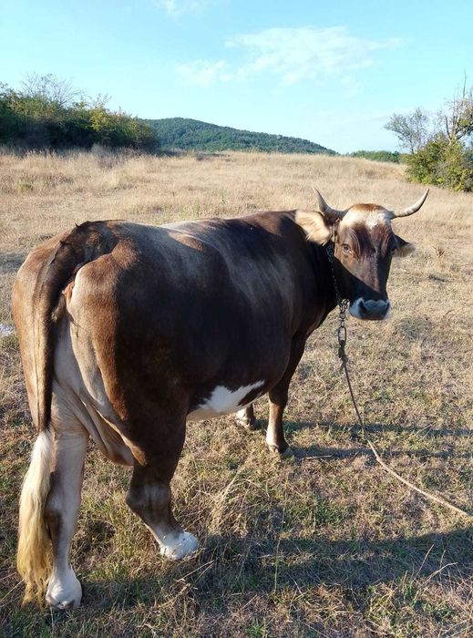 Vaca de vânzare