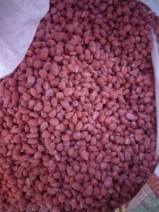 Продам семена кукуруза по кг