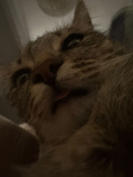Кошка 2 года в хорошие руки