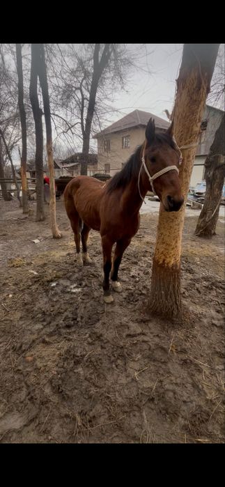 Пішпе ат сатылады багасы 800 мын келісім бар береке ауылында тур