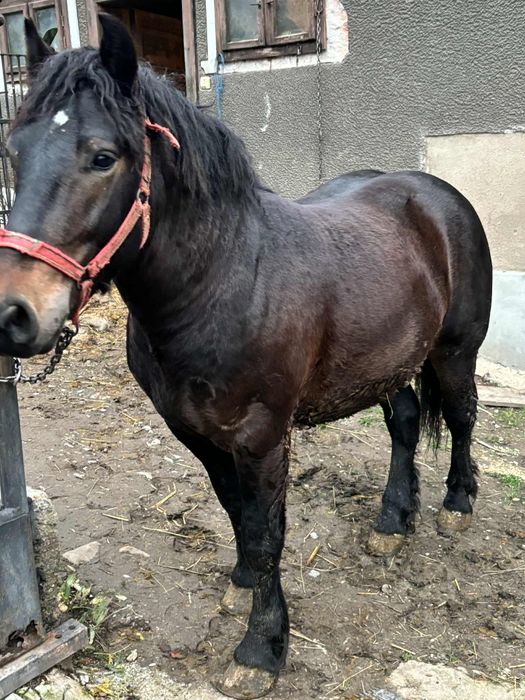 De vânzare mânz de un an și patru luni