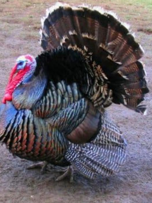 Запись на начала мая индюшата