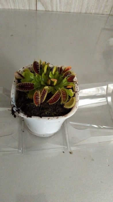 Мухоловка Дионея