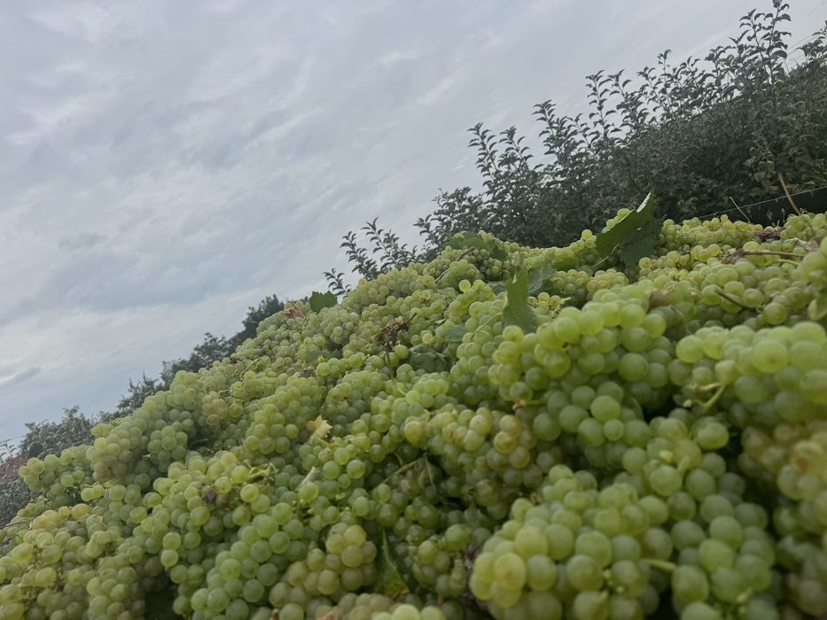 Struguri Vin -Ferma Viticola -Podgoria Panciu