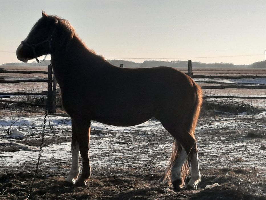 Жеребец, Айғыр, продам 6 летка