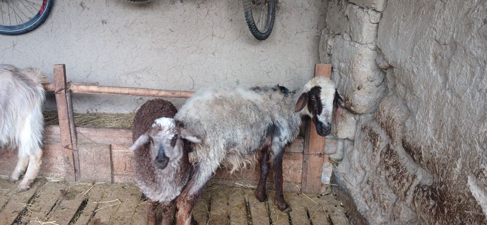 Қой қозысымен , қозы 3 айлық