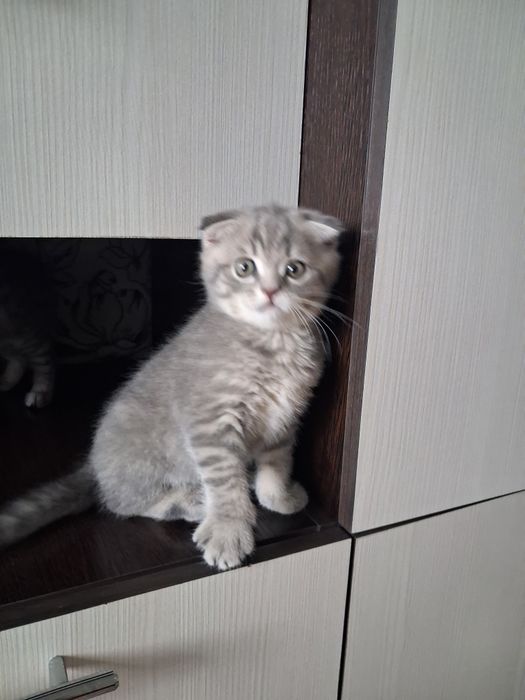 Котята готовы к переезду