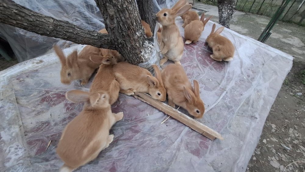 Burgund bollari sotiladi