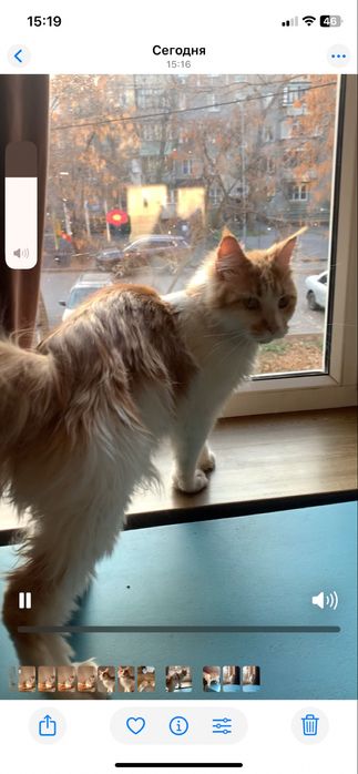 Девочка мейнкун с родословной