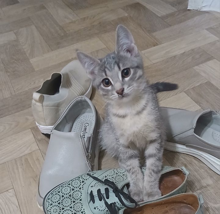 Котята в добрые руки