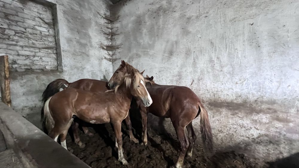 Откорм лошадь, молодняк,