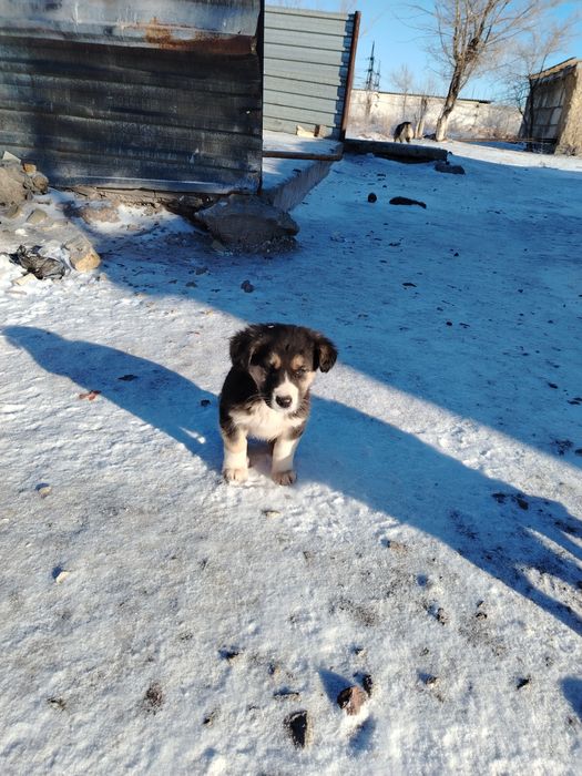 Отдам щенков в добрые руки