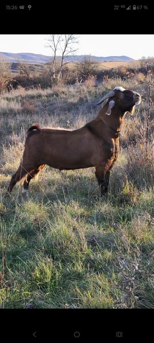 Țap și capre disponibile