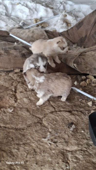 Щенки в добрые руки