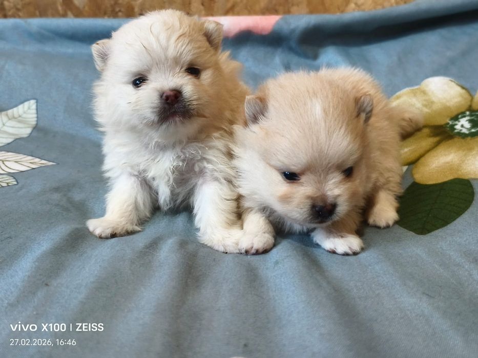 Очаровательные щенки шпица.