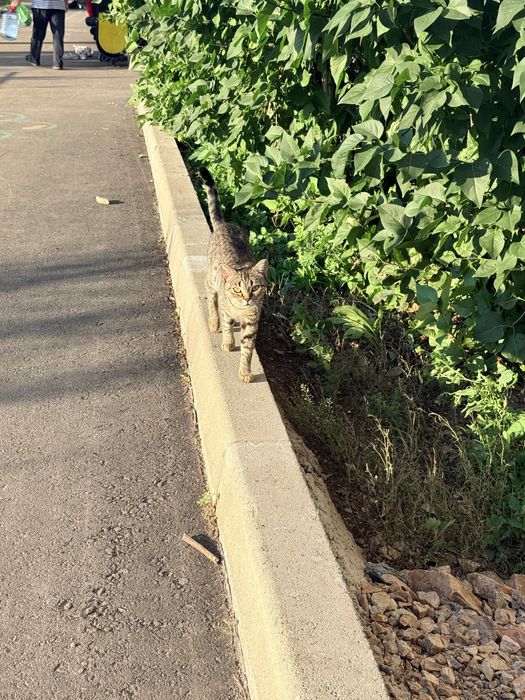 Кошка пристройство