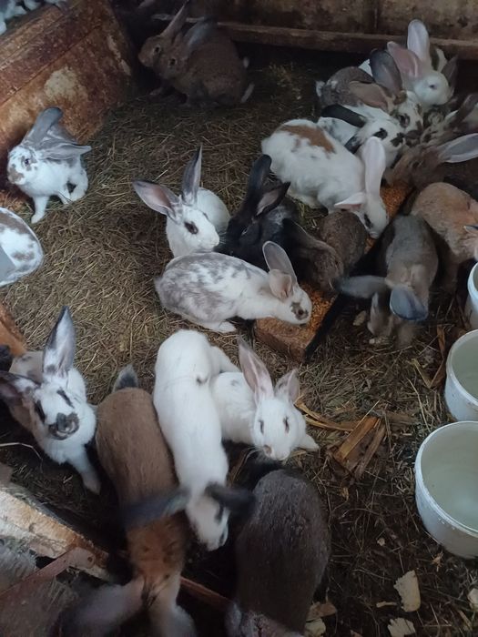 Iepuri pui și  adulti