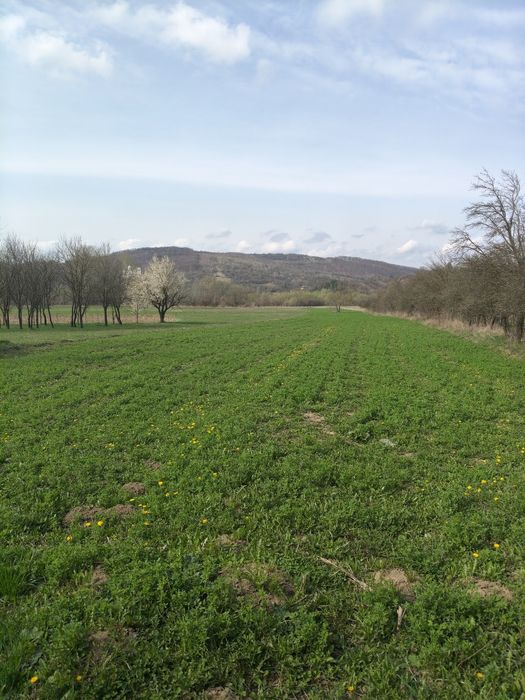 Închiriez casa ideal  afacere 9000 mp Teren