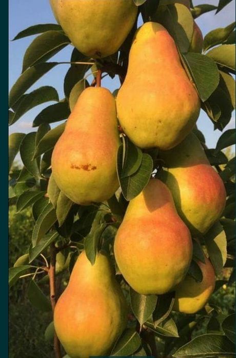 Pomi fructiferi  Duo din gama superb soiuri de par