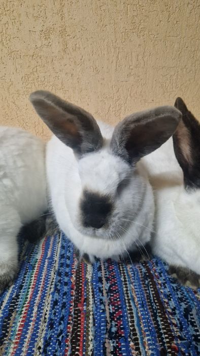 Vând femele Urias de Transilvania