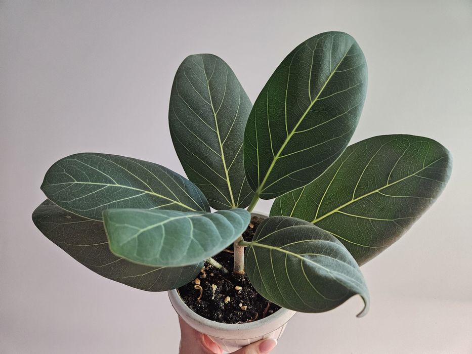 Фикус бенгальский 2000 тг