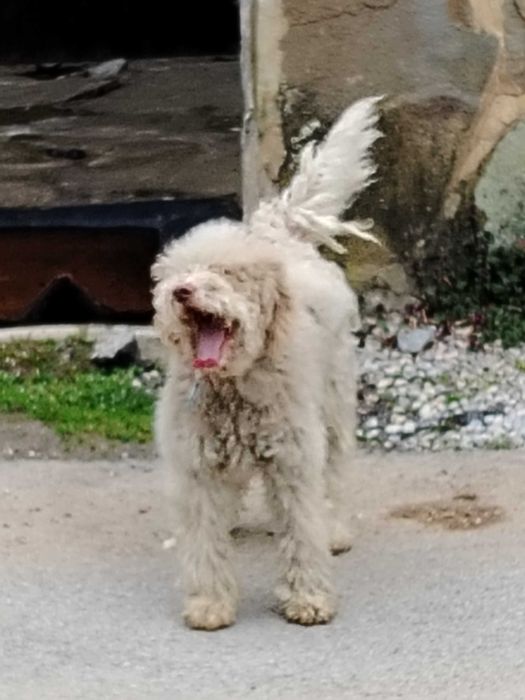 Обучено логото за трюфели