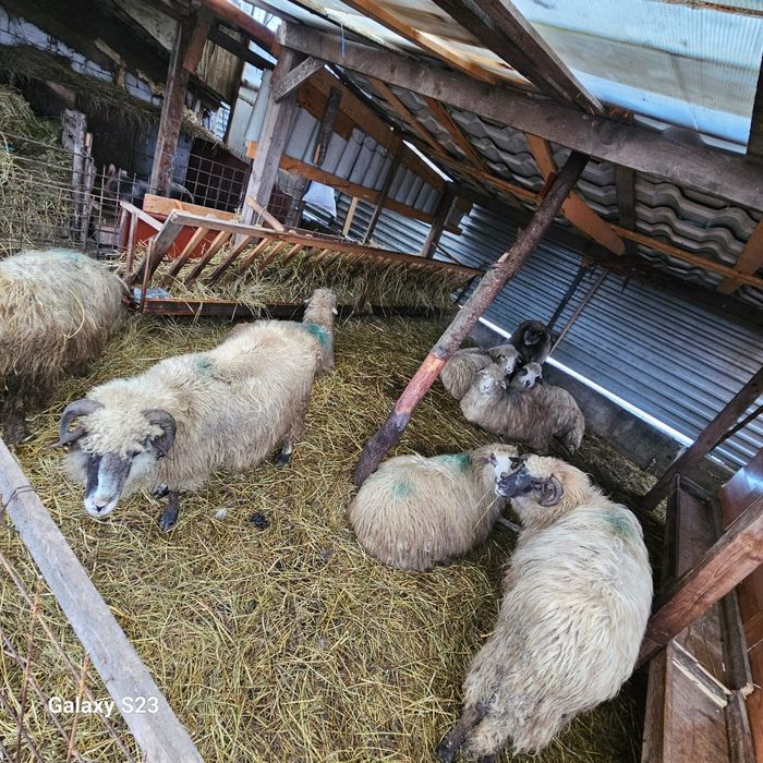 Vând sau schimb 9 oi bătrâne