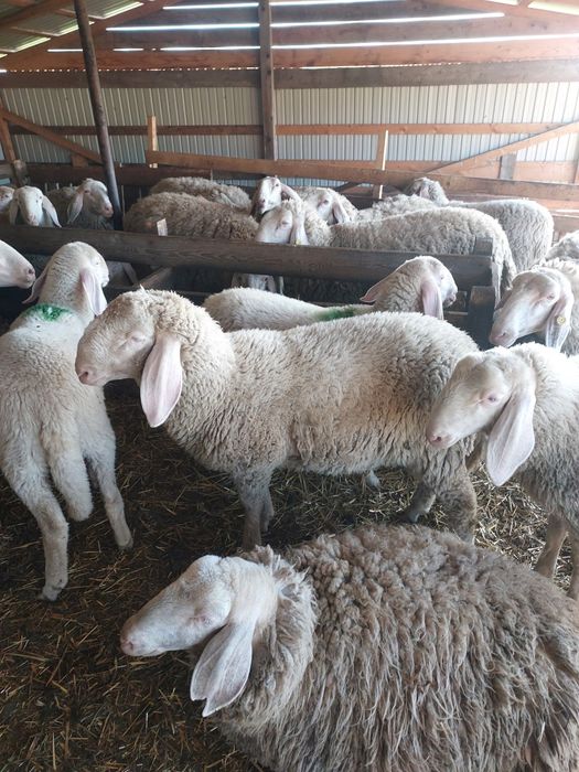 Vând berbec și berbecuți bergamasca